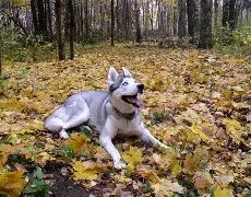 赫拉尔基正通过赫拉尔基，重上升级榜首的简单介绍